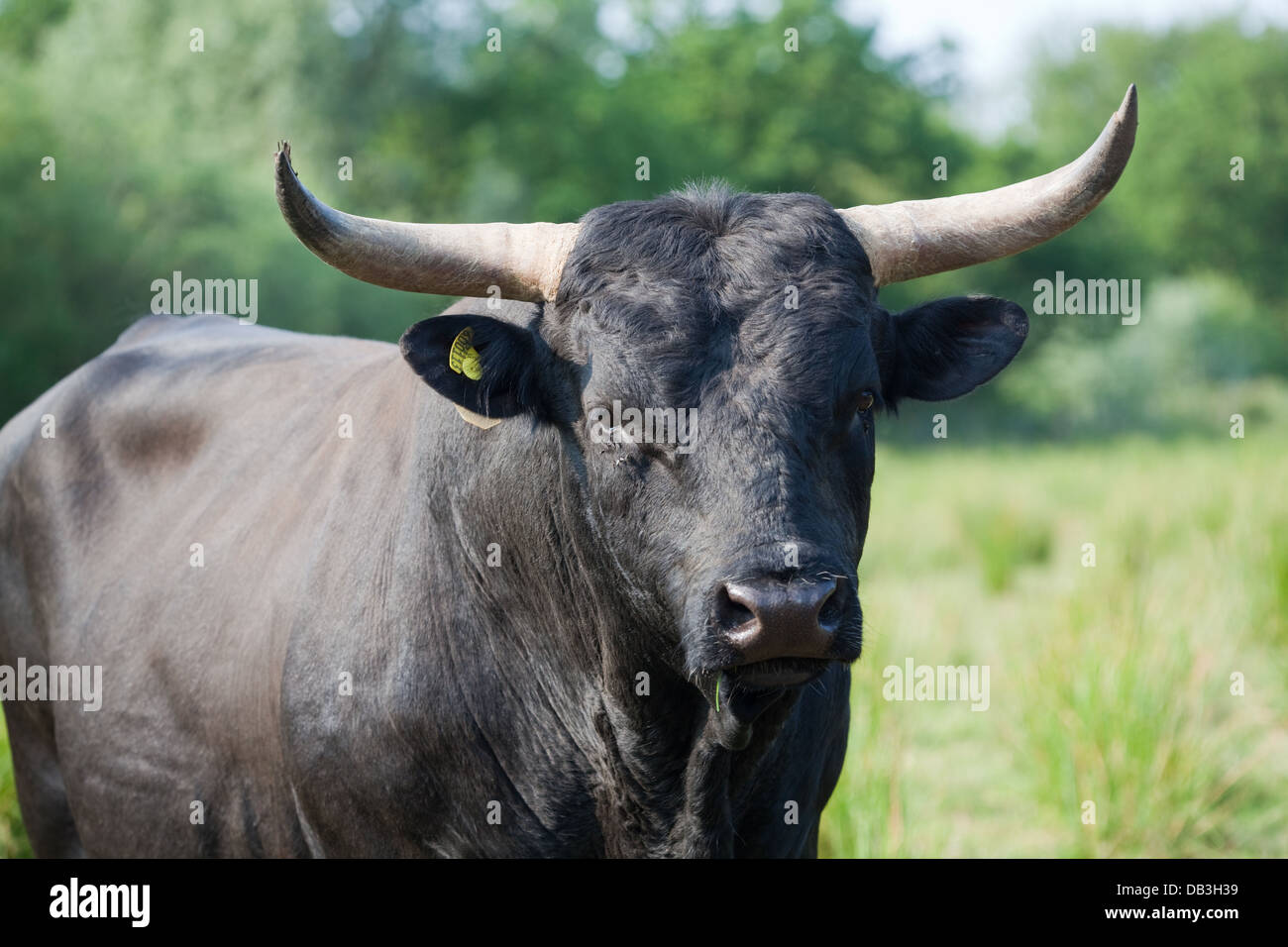Welsh Black Bovini (Bos taurus). Boll. Una razza docile- non tutti i tori devono essere racchiusa nel naso. Foto Stock