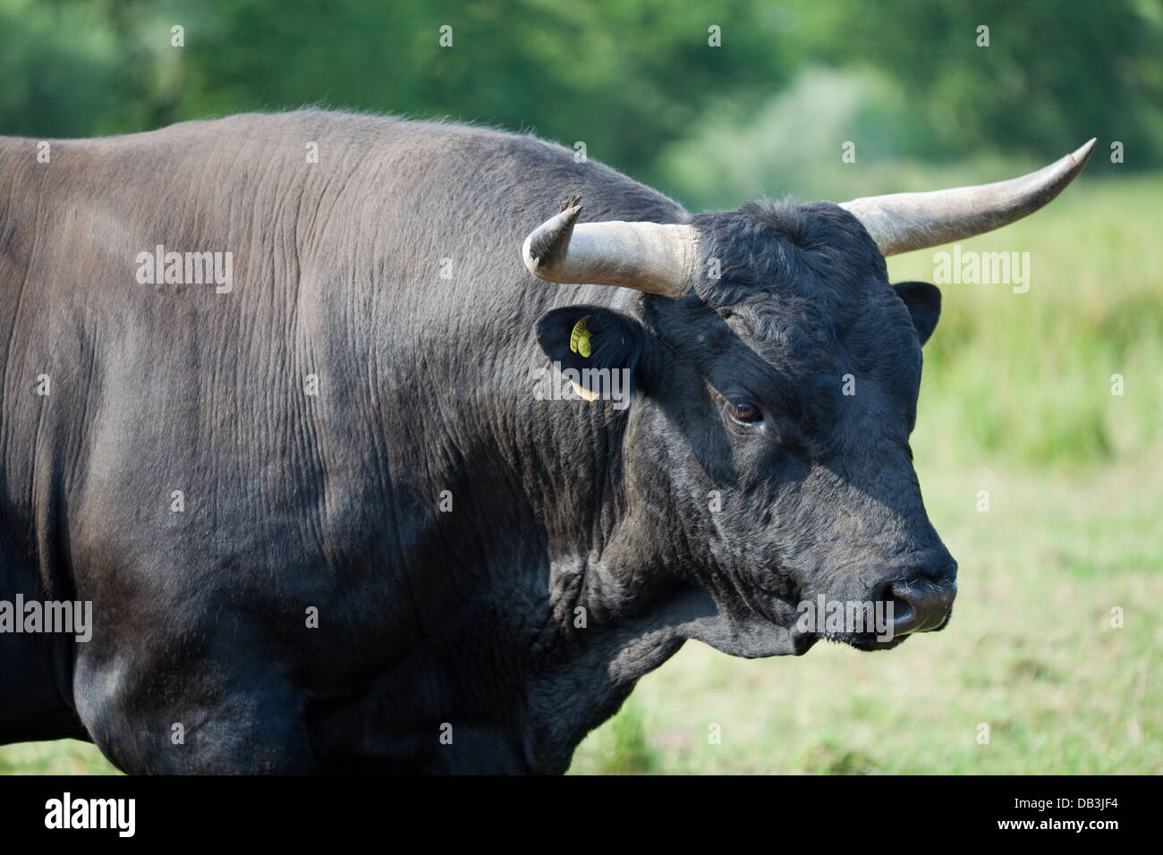 Welsh Black Bovini (Bos taurus). Boll. Una razza docile- non tutti i tori devono essere racchiusa nel naso. Foto Stock