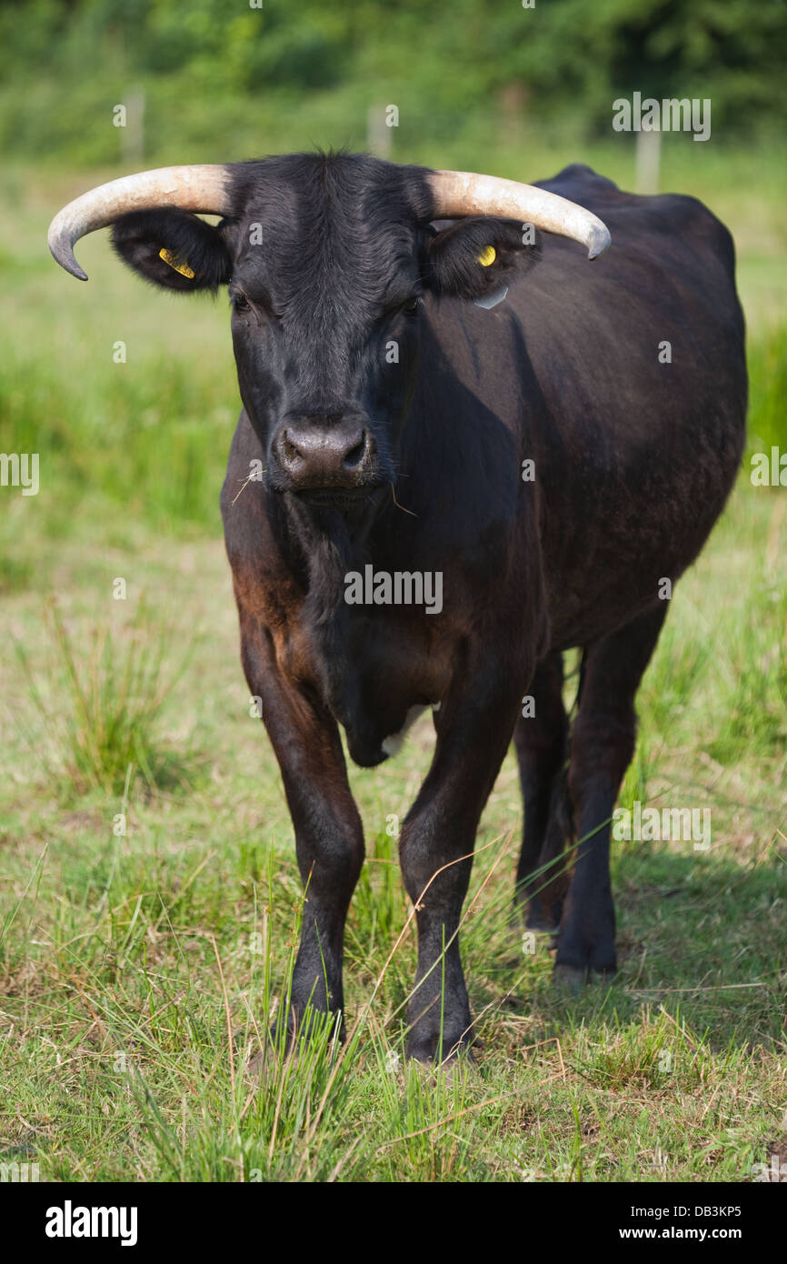 Welsh mucca nera (Bos taurus). Nativo di duplice scopo razza per il Galles. Una delle più antiche razze britannico noto per docilità. Foto Stock