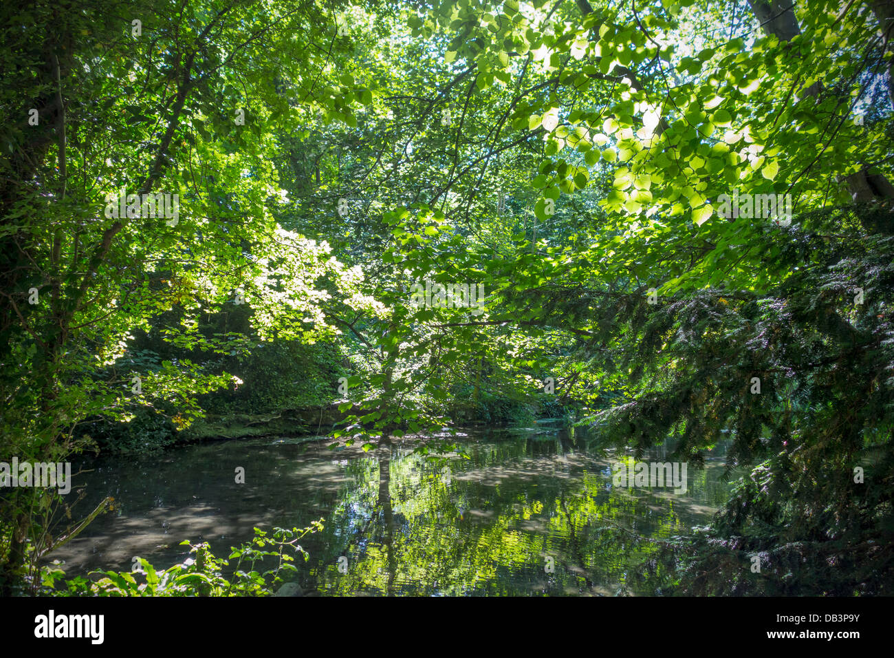 Flusso di bosco Glade boschi fiume luce del sole che filtra attraverso le foglie Foto Stock