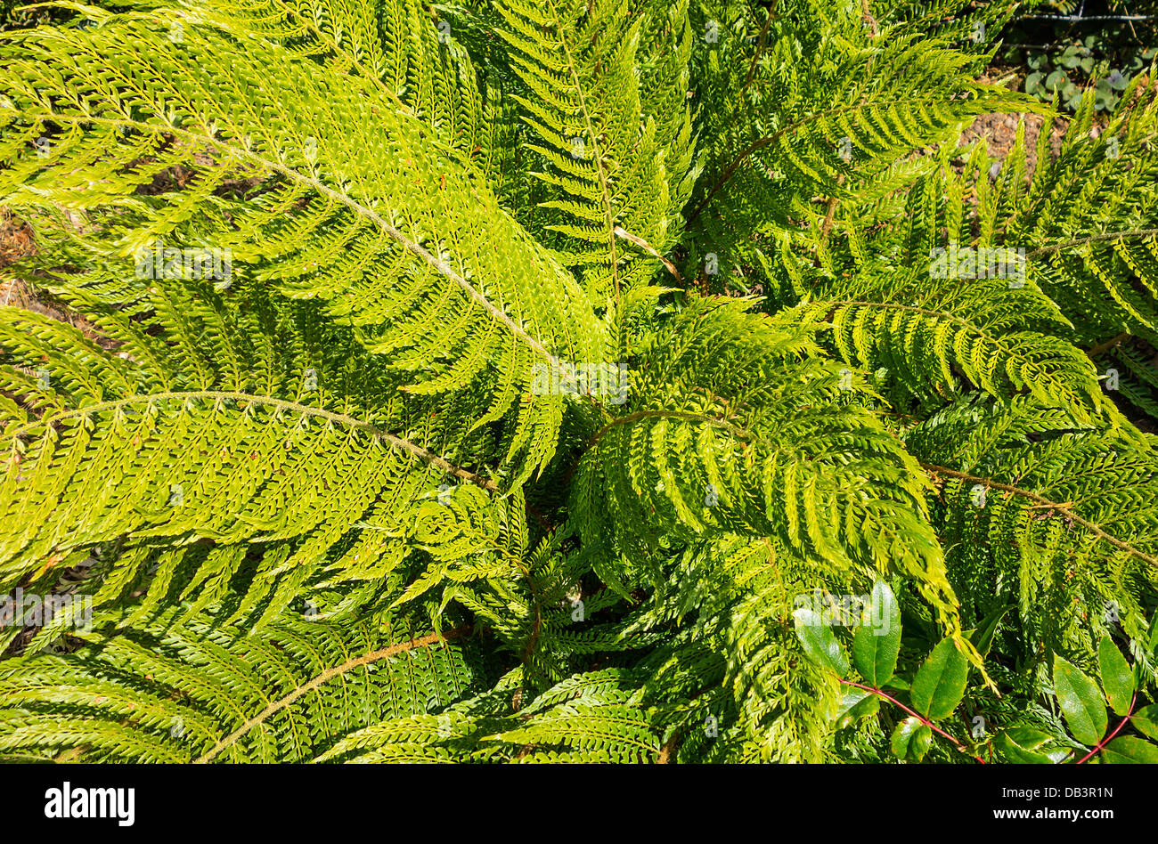 Felce verde Foto Stock