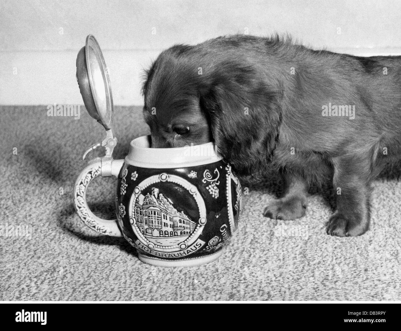 Stranezze, dachshund 'Fritzi' bere fuori della tazza di birra Hofbrauhaus, Wolverhampton, Gran Bretagna, febbraio 1963, diritti aggiuntivi-clearences-non disponibile Foto Stock