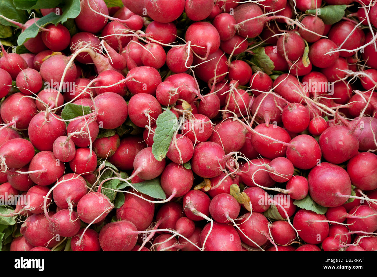 Ravanelli in vendita su Union Square greenmarket, New York City Foto Stock