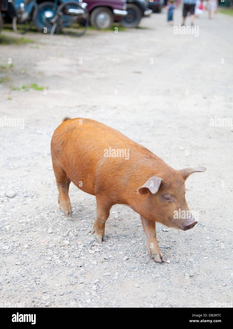 Maiale allo zenzero / piglet in roaming liberamente intorno ad un museo 1959 sulla ghiaia in CAE IAM 1950 Museo, Denbigh Foto Stock
