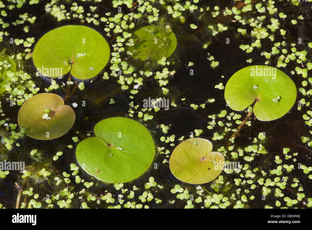 Frogbit (Hydrocharis morsus-ranae). Lascia sulla superficie di un Broadland dyke, Norfolk. Anche lenticchie d'acqua (Lemna sp. ) Foto Stock