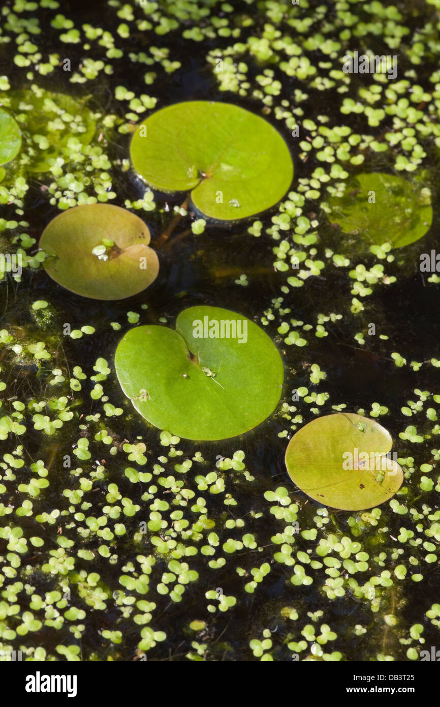 Frogbit (Hydrocharis morsus-ranae). Lascia sulla superficie di un Broadland dyke, Norfolk. Anche lenticchie d'acqua (Lemna sp. ) Foto Stock