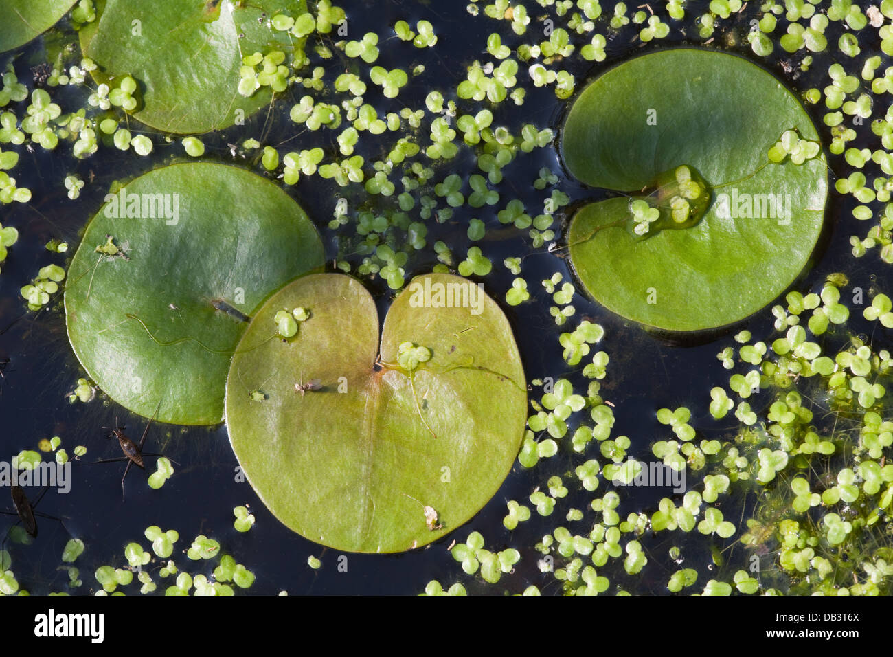 Frogbit (Hydrocharis morsus-ranae). Lascia sulla superficie di un Broadland dyke, Norfolk. Anche lenticchie d'acqua (Lemna sp. ) Foto Stock
