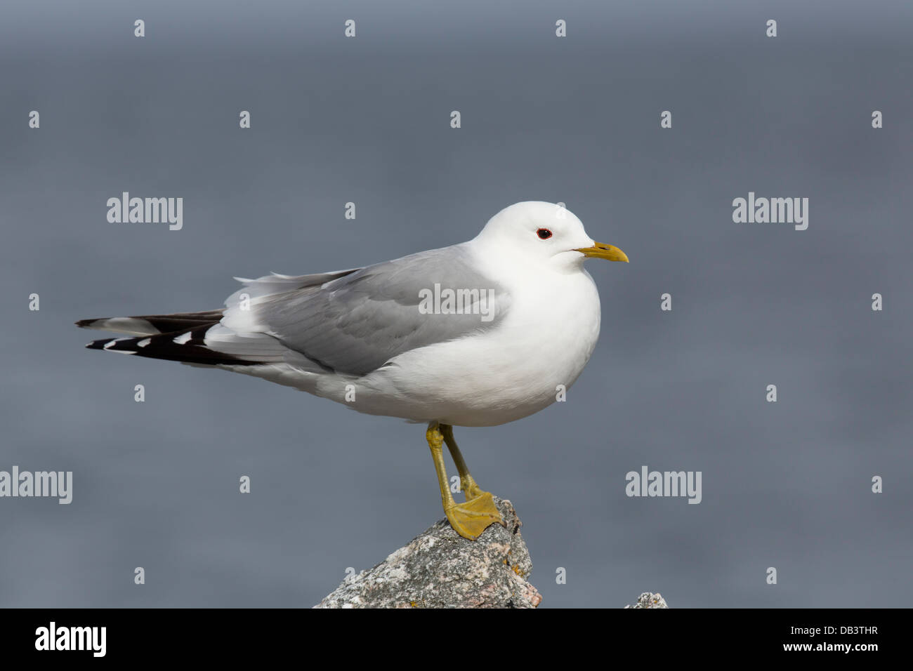 Gabbiano comune; Larus canus; Shetland; Regno Unito Foto Stock
