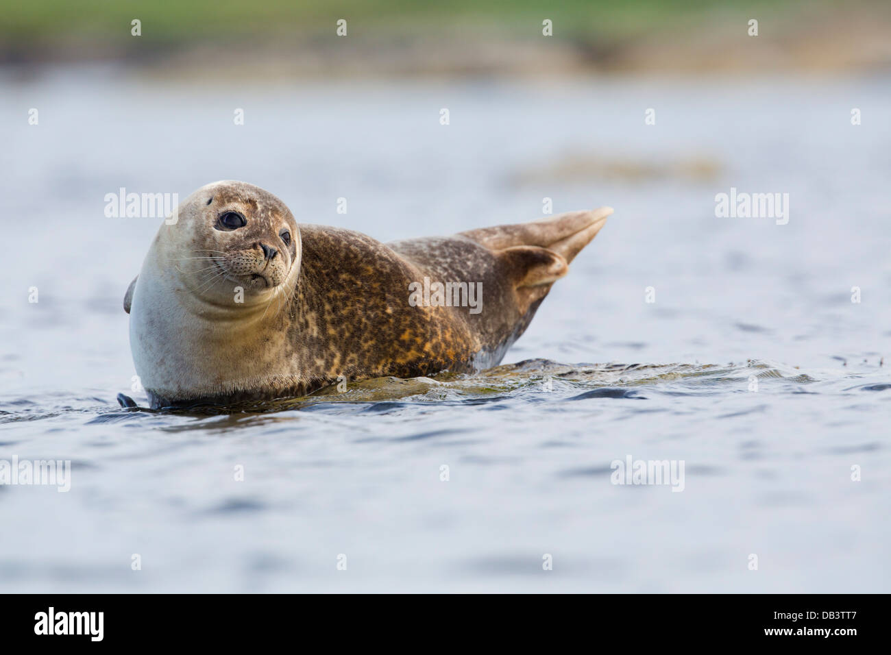 Guarnizione comune; Phoca vitulina; Shetland; UK; Foto Stock