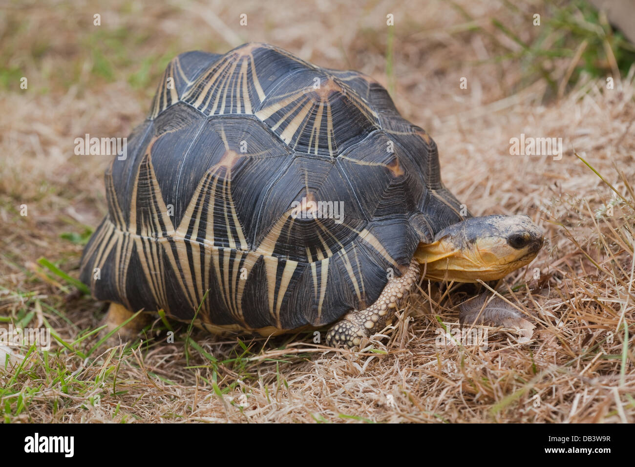 Irradiata tartaruga (Astrochelys radiata). Mostra tipici star-come marcature sul carapace di ogni scute, così il nome. Foto Stock