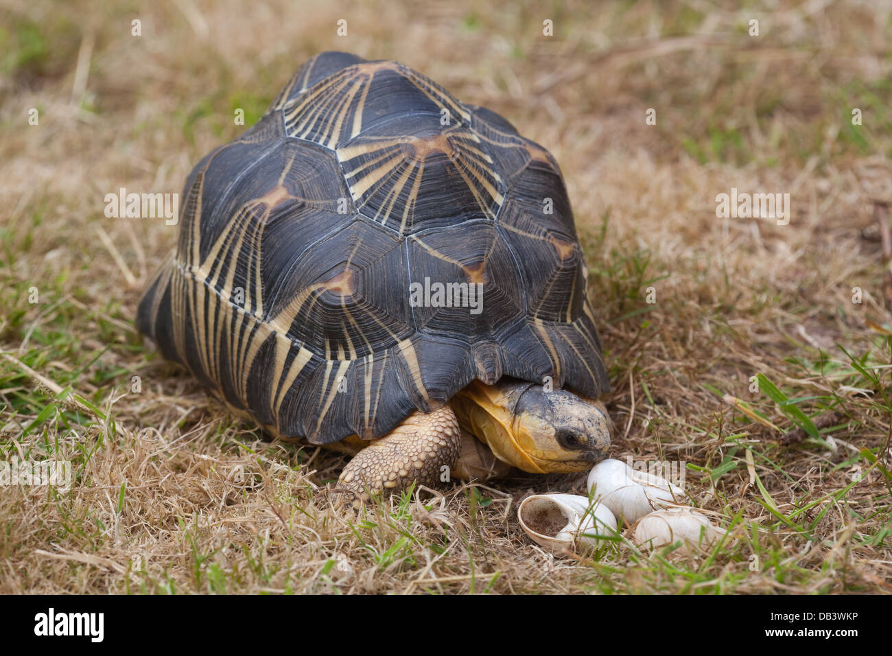 Irradiata tartaruga (Astrochelys radiata). Cerca di gusci vuoti di dead lumache terrestri (Ampelita sp. ) Al fine di ottenere il calcio. Foto Stock