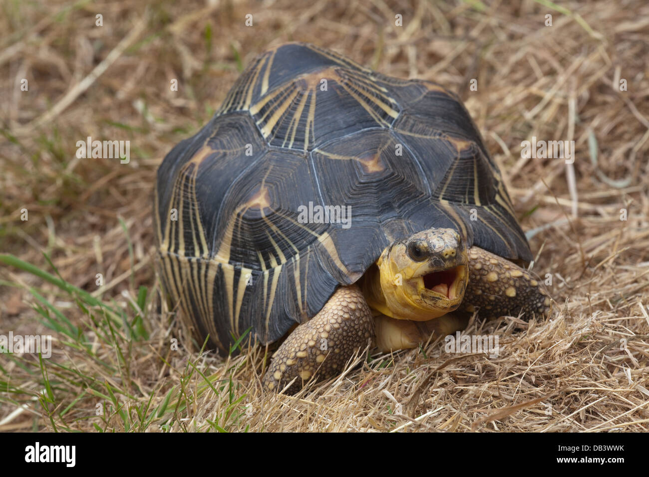 Irradiata tartaruga (Astrochelys radiata). Sbadigliare. Nota cuspidi dentellate lungo i bordi delle ganasce, consentendo animale per afferrare, vegetazione. Foto Stock