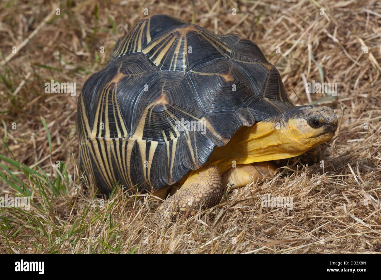 Irradiata tartaruga (Astrochelys radiata). Un nativo del sud e sud-ovest del Madagascar, preferendo la copertura di foresta spinosa . Foto Stock