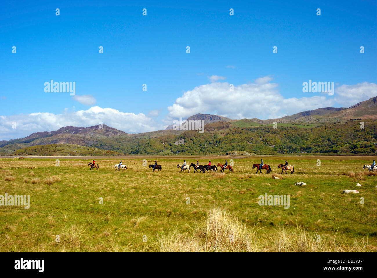 Una lunga linea di cavalli e pony ride su campi punteggiati di pecore con la gamma di cader delle montagne sullo sfondo, soleggiato Foto Stock