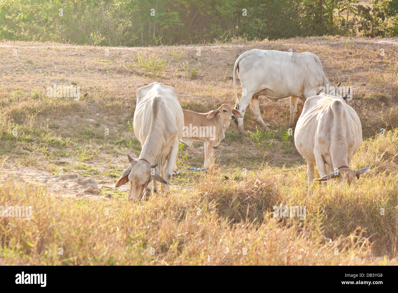 Le mucche mangiano l erba del campo Foto Stock