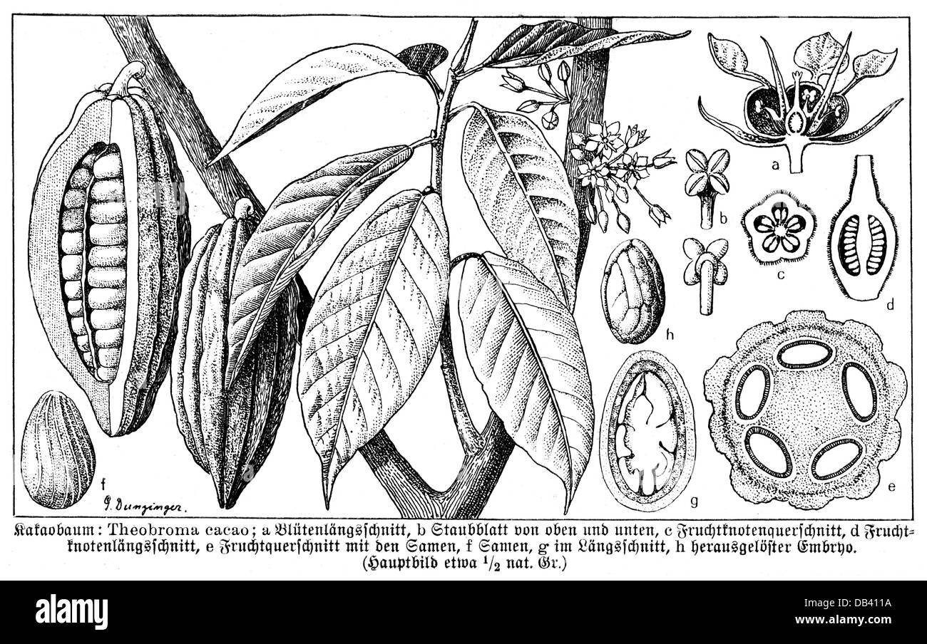 Botanica, alberi, cacao (Theobroma cacao), foglie, frutta, fagioli e fiori, incisione del legno, Germania, XIX secolo, cacao, cacao, famiglia, Malvaceae, piante, piante, storiche, storiche, diritti aggiuntivi-clearences-non disponibili Foto Stock