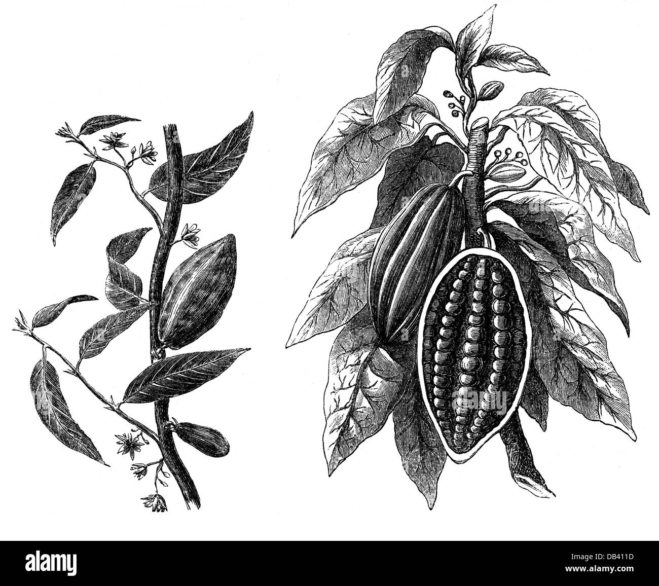 Botanica, alberi, cacao (Theobroma cacao), foglie, frutta, fagioli e fiori, incisione del legno, Germania, XIX secolo, cacao, cacao, famiglia, Malvaceae, piante, piante, storiche, storiche, storiche, taglienti, ritagli, ritagliati, forature, tagli, diritti aggiuntivi-non disponibili Foto Stock