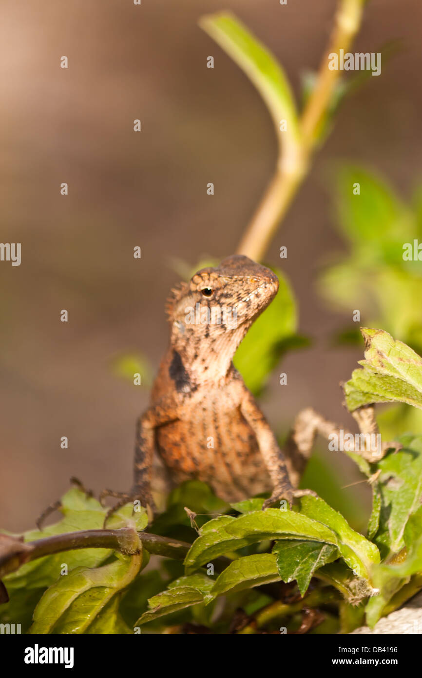 Le lucertole nei tropichi Foto Stock