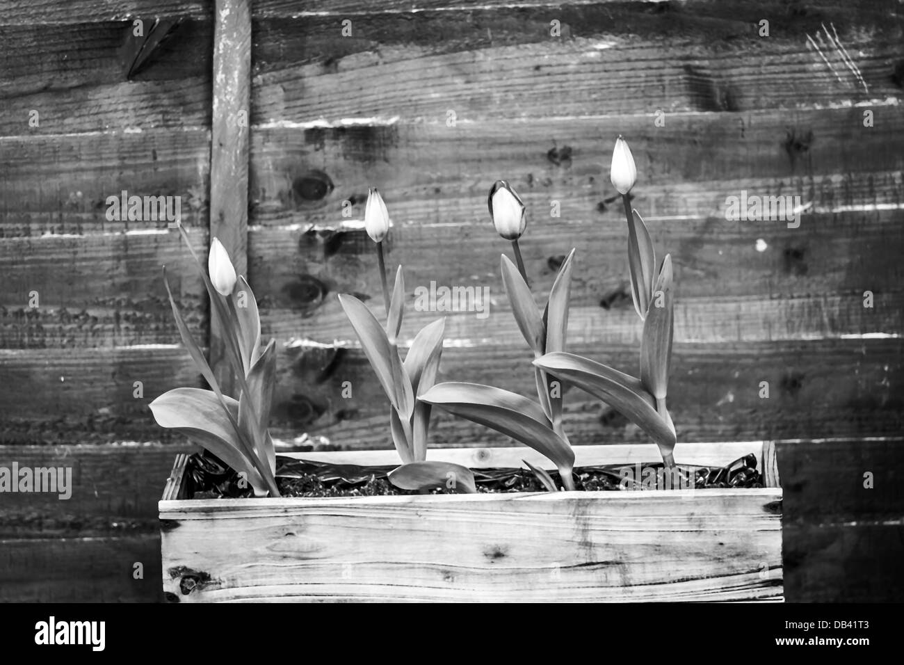 Vaso di fiori appesi sulla recinzione di legno Foto Stock