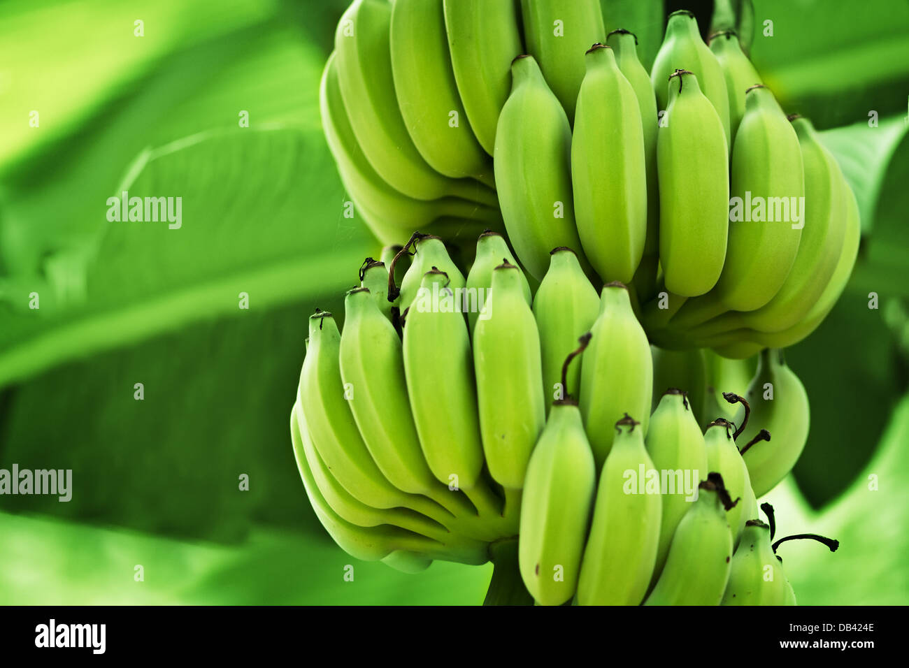 Banane acerbe nella giungla vicino fino Foto Stock