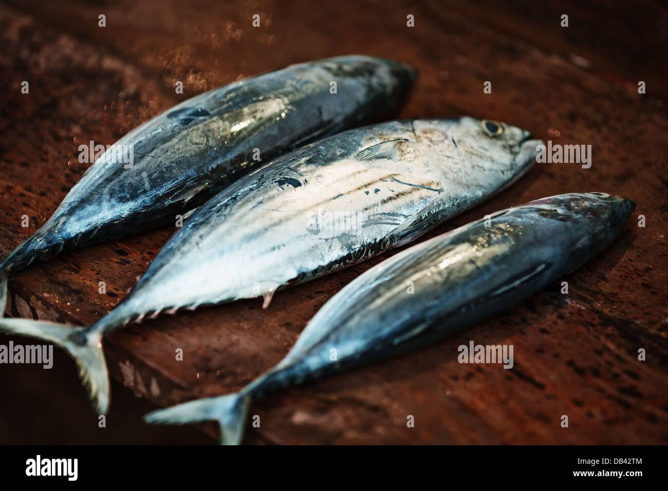 Pesce crudo su un bancone ligneo del mercato aperto - sgombri da vicino Foto Stock