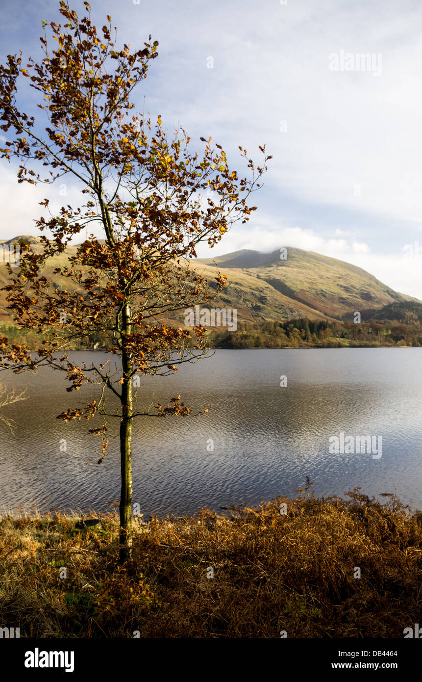 Un autunno di scena nel Lake District con un albero coperto di foglie di colore marrone su un lato lago con le colline in lontananza. Foto Stock