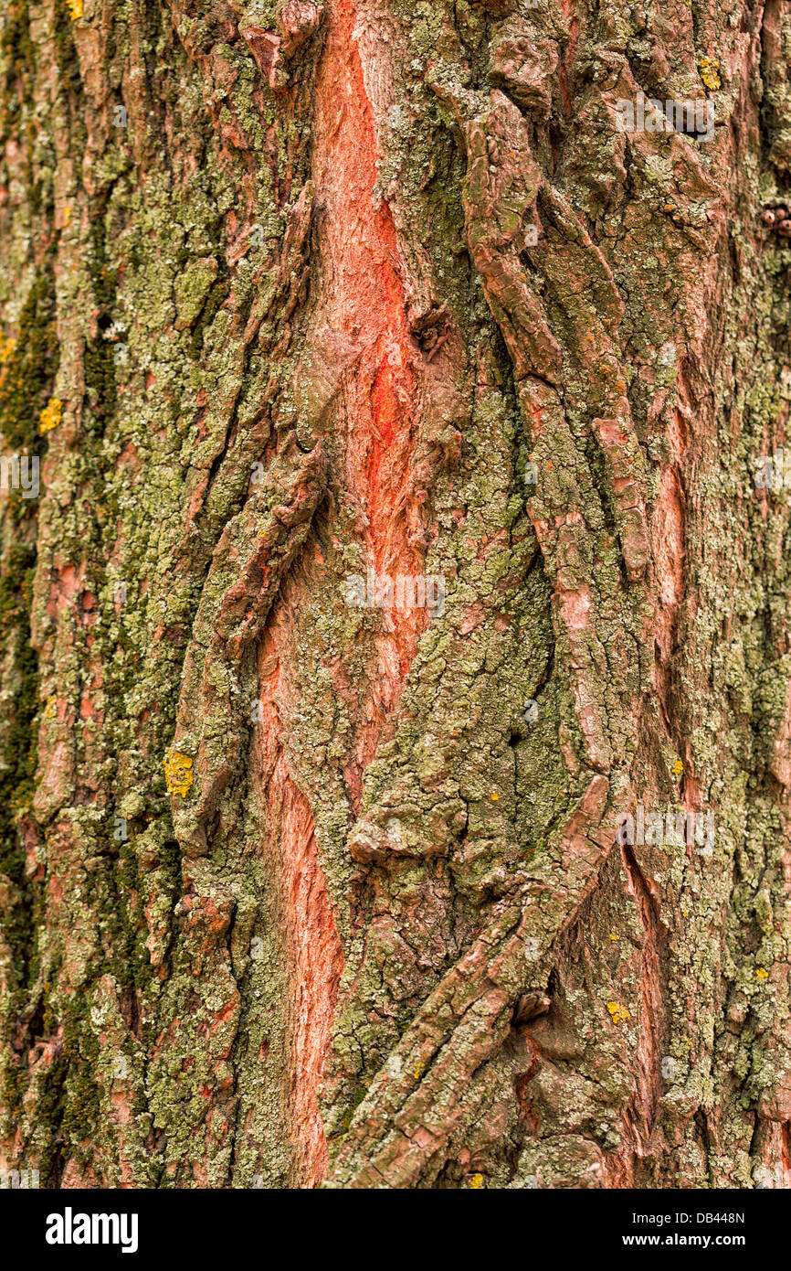Corteccia di albero, legno sfondo texture Foto Stock