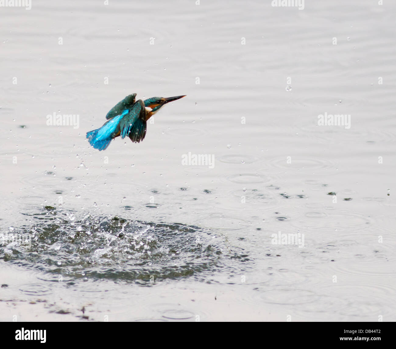 Comune Femmina Kingfisher (Alcedo atthis) immersioni per i pesci ma manca questo tempo Foto Stock