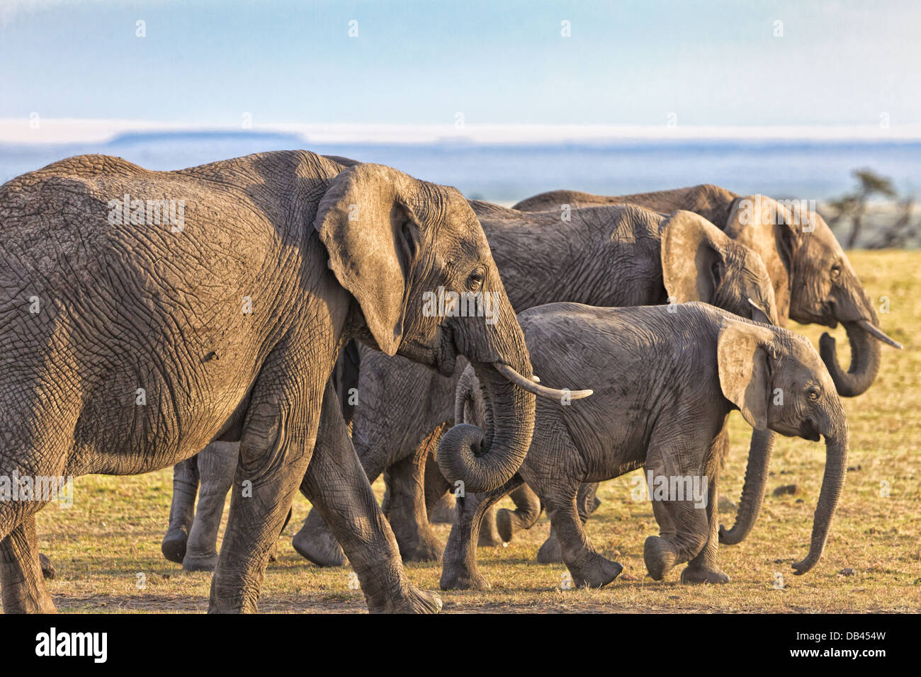 Gli elefanti africani mandria tranquillamente a piedi attraverso il masai Mara, in Kenya, Africa Foto Stock