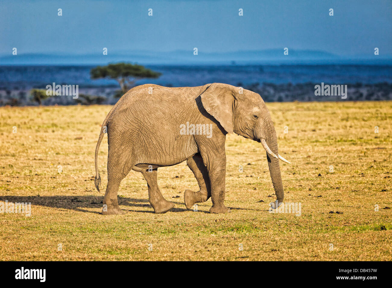 Elefante a piedi di vitello nel Masai Mara National Park in Kenya, Africa Foto Stock