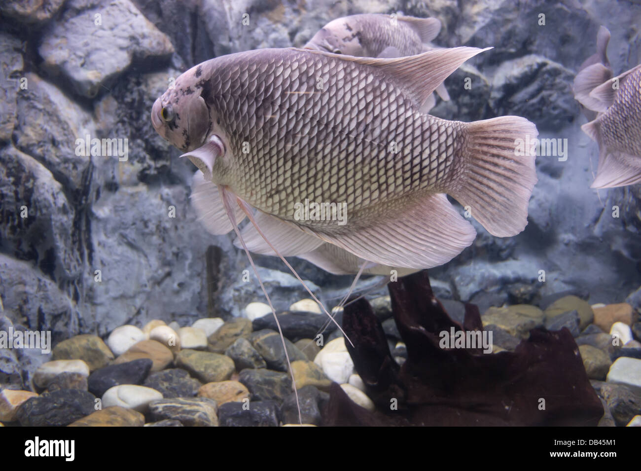 Il gigante gourami pesce in un serbatoio di pesci. Foto Stock