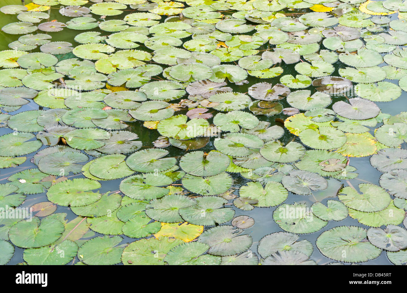 La lotus (acqua giglio) lasciare in background Foto Stock