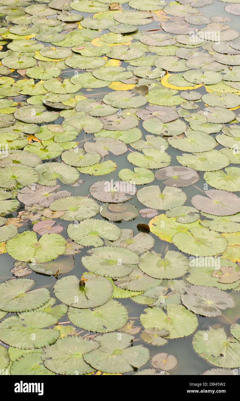 La lotus (acqua giglio) lasciare in background Foto Stock