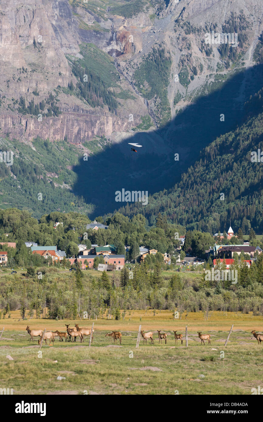 Deltaplano Dave Frechette volare al di sopra di alci pascolare su di tellururo di fondovalle, Colorado. Foto Stock