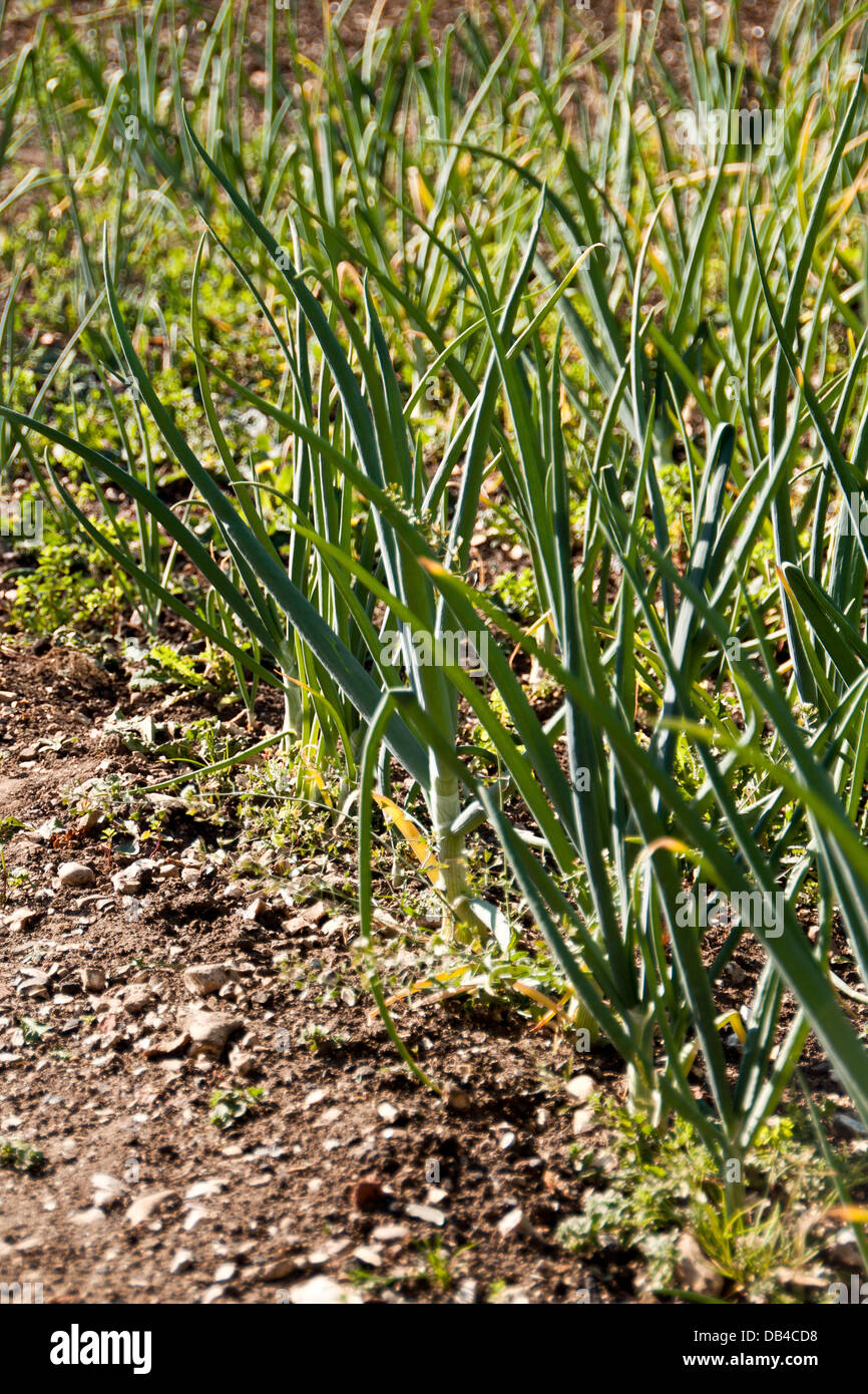 Station Wagon Bereleigh orto. Foto Stock