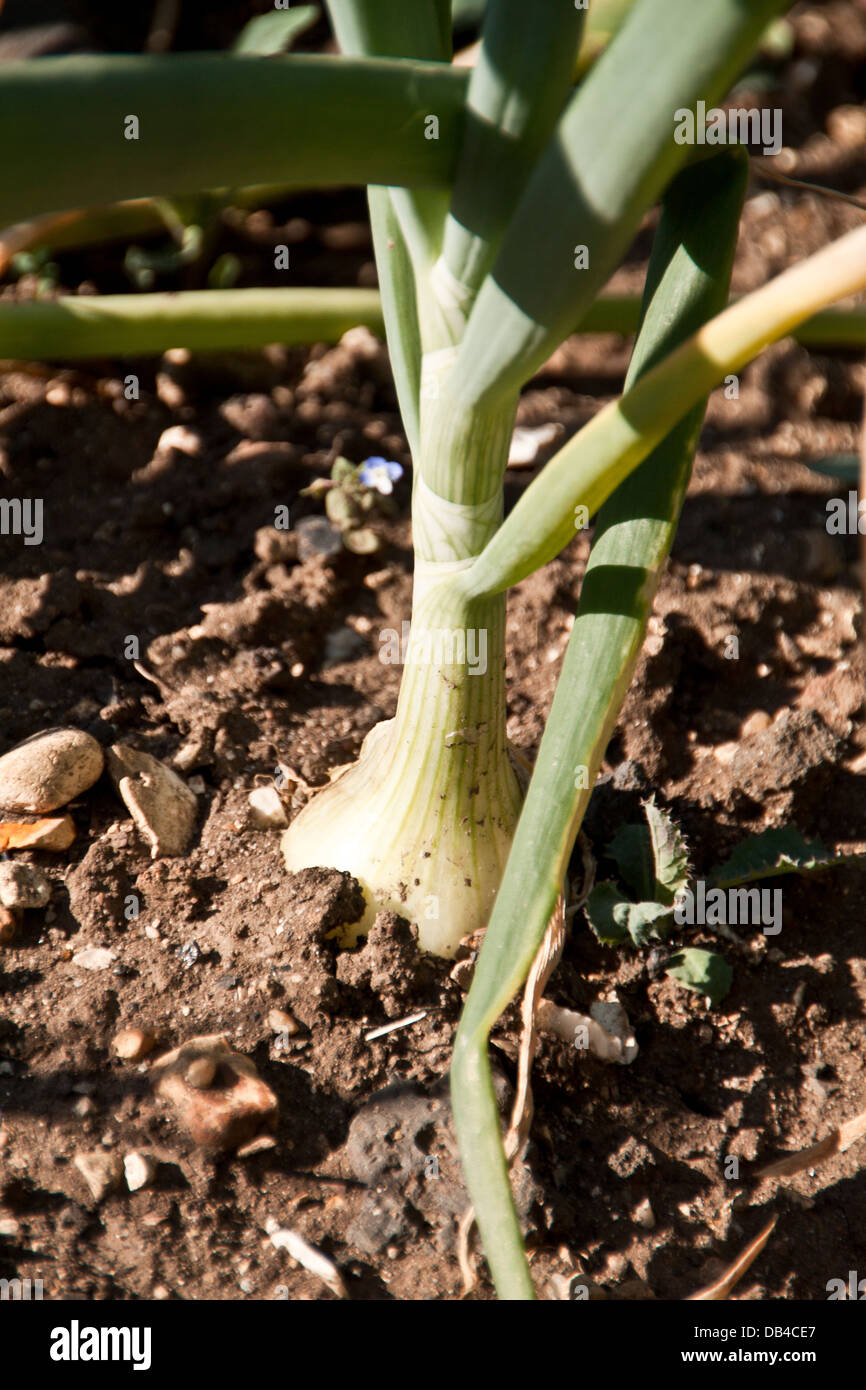 Station Wagon Bereleigh orto. Foto Stock