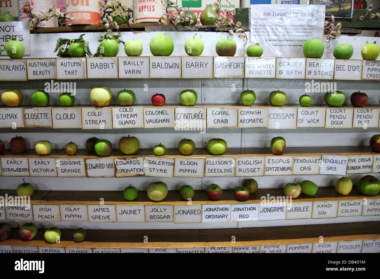 Mele fresche in mostra presso il Museo di Apple in Tasmania Foto Stock