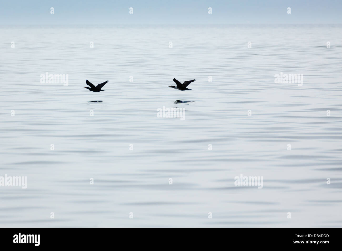 Due uccelli in volo sfiorano l'acqua cerca di pesce da mangiare Foto Stock