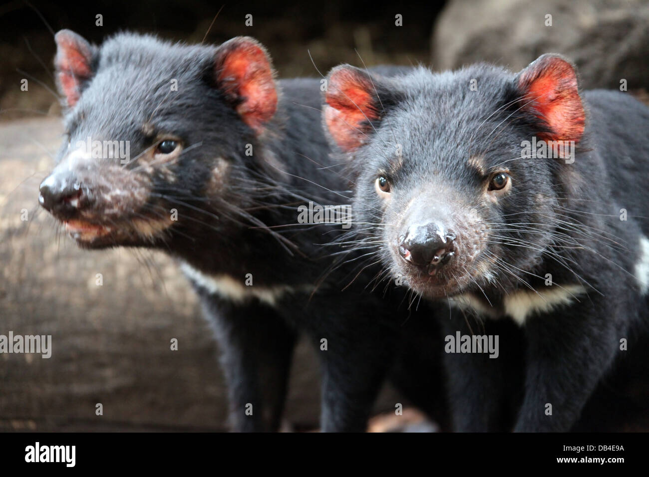 Diavoli della Tasmania Foto Stock