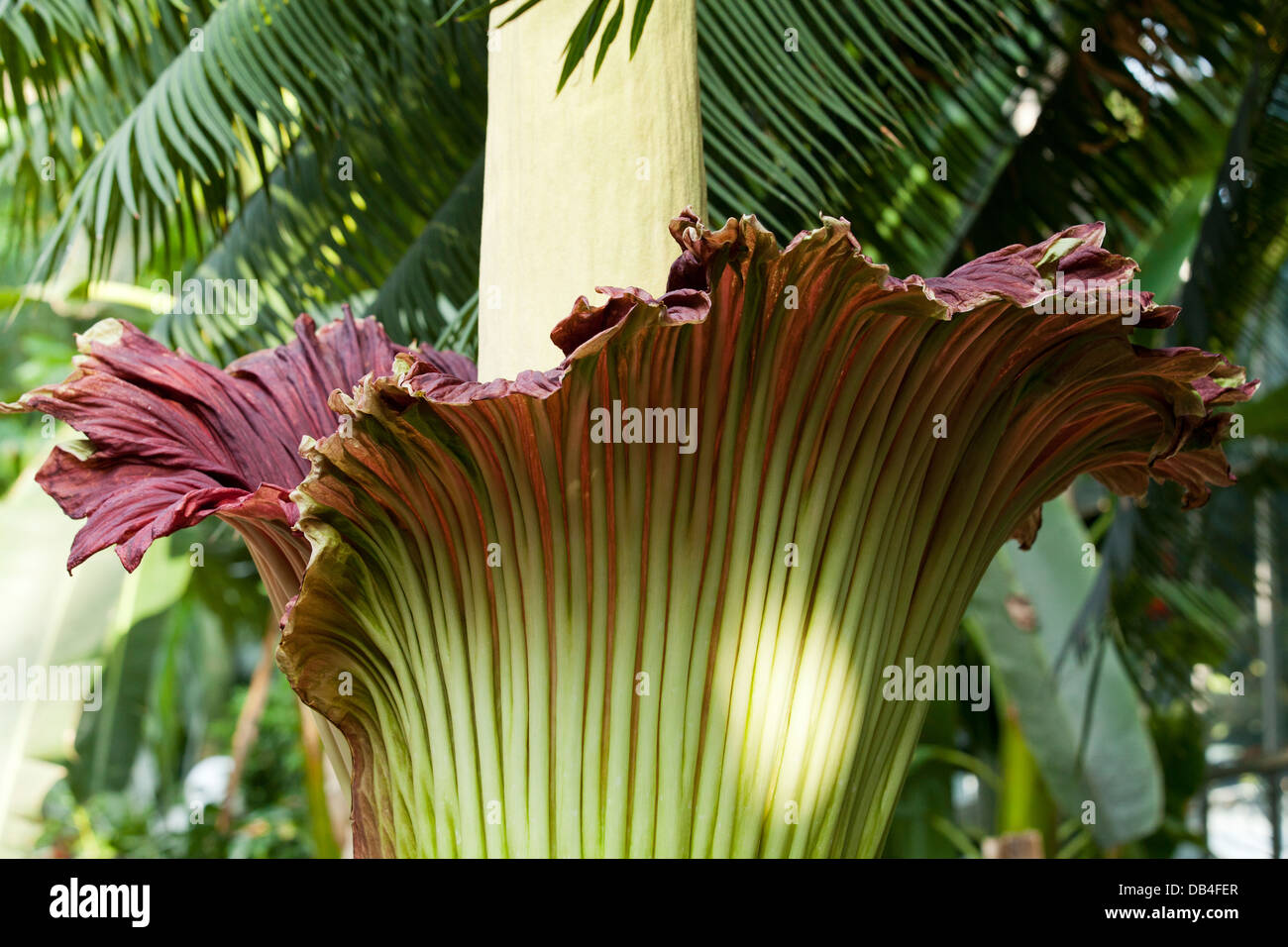 Fiore cadavere (Titan Arum) - Noi Botanic Garden, Washington DC Foto Stock