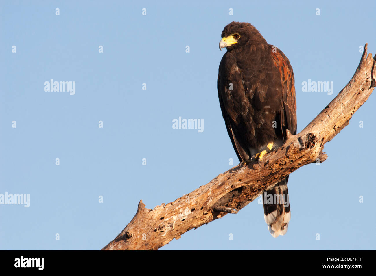 La Harris Hawk (Parabuteo unicinctus) appollaiato sul ramo di albero Foto Stock