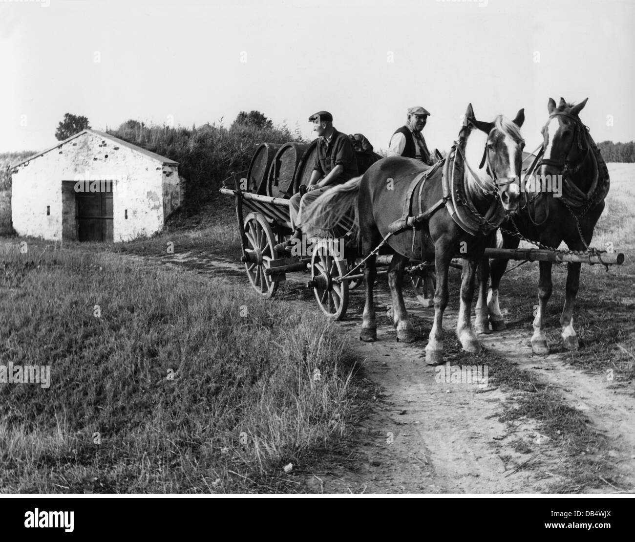Agricoltura, agricoltori, agricoltori su veicolo trainato da cavalli, anni  50, diritti aggiuntivi-clearences-non disponibile Foto stock - Alamy