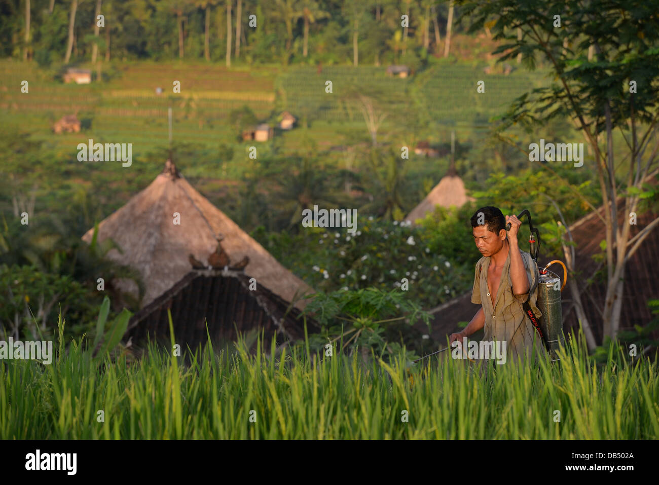 Indonesia, Bali, Sidemen, un uomo di trattare un campo di riso nelle prime ore del mattino Foto Stock