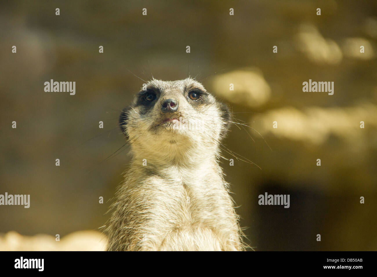 Meerkat cercando nosy a voi Foto Stock