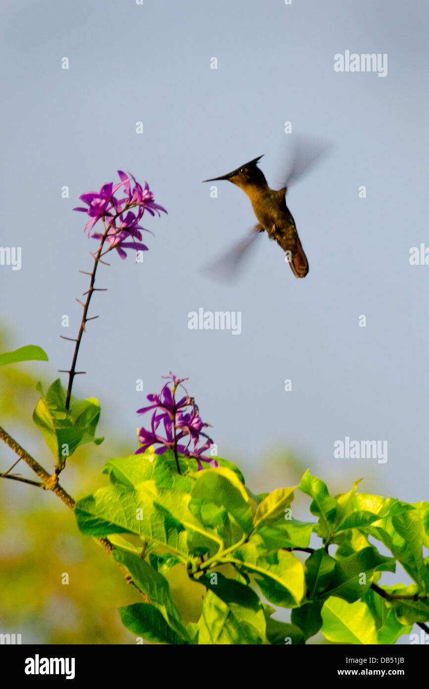Antillean Crested Hummingbird in St Lucia, dei Caraibi Foto Stock