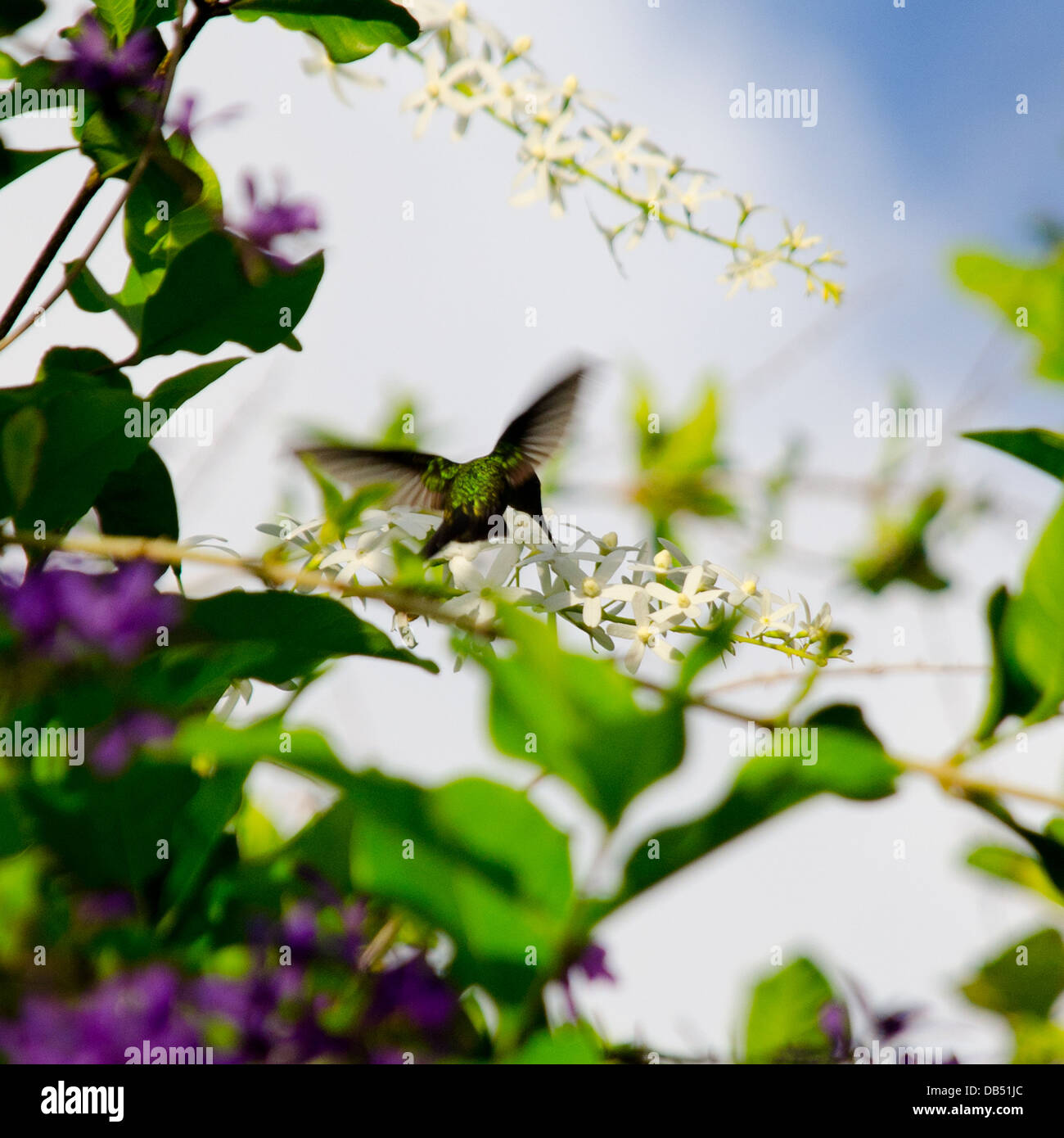 Antillean Crested Hummingbird in St Lucia, dei Caraibi Foto Stock