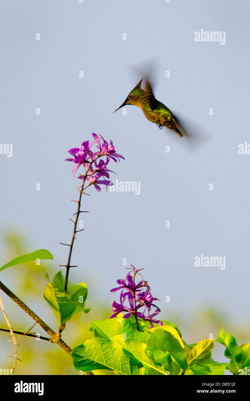 Antillean Crested Hummingbird in St Lucia, dei Caraibi Foto Stock