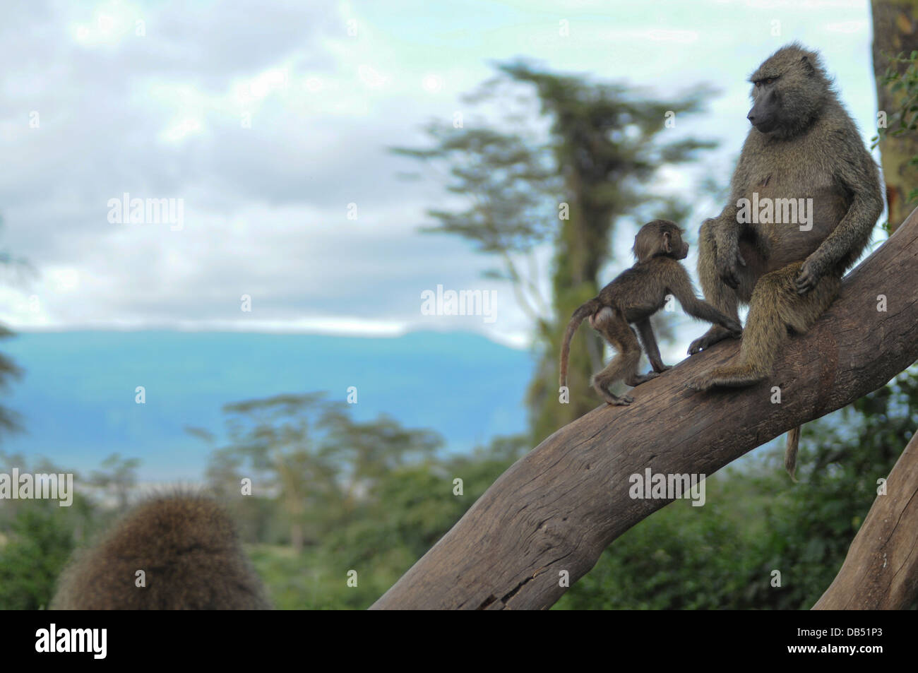 Babbuino oliva (papio anubis), chiamato anche il babbuino Anubis madre interagendo con i giovani Foto Stock
