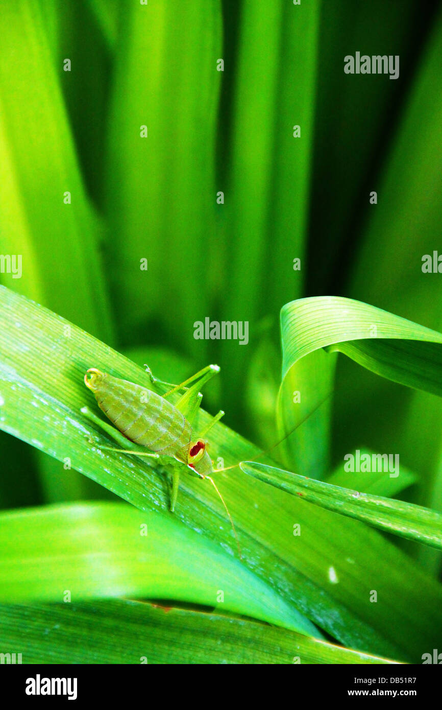 Grande verde grasshopper appoggiata su una foglia verde in montagna Stara Planina, Bulgaria Foto Stock