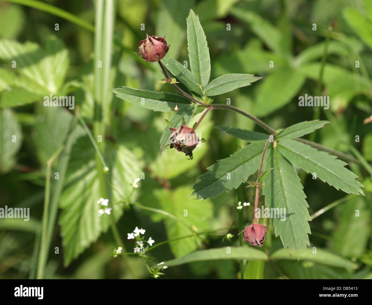 Purple marshlocks / Potentilla palustris / Sumpf-Blutauge Foto Stock